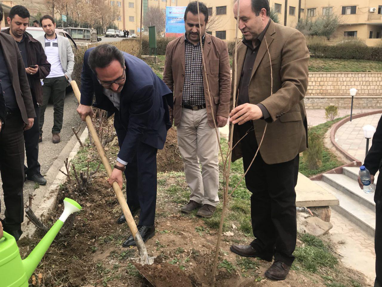 درخت